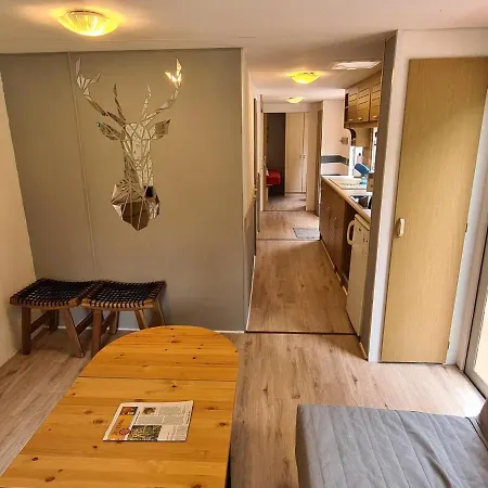 Apartment Pusteblume Und Fauler Kater *